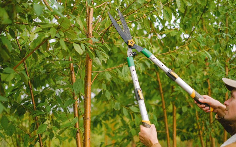 Tree trimming in Sula, MT
